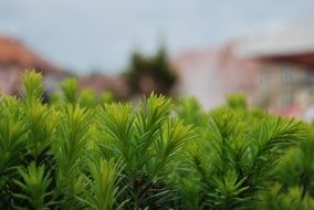 green leaves of grass closeup