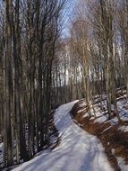 forest trail at winter, Slovakia, Little Carpathians