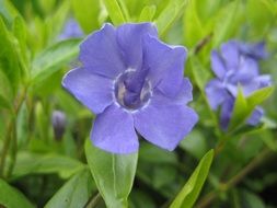flower blue leaf