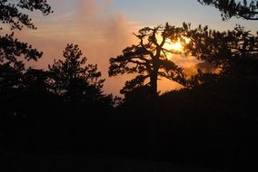 black silhouettes of trees at dusk on the background of orange sunset