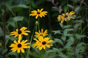 black-eyed susan flowers