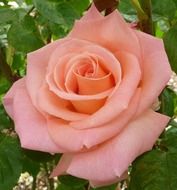 fresh pink rose in garden