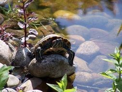 Turtle near the pond