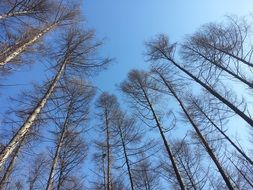 bottom view of the smooth trunks of trees on a background of bright blue sky