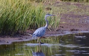 blue heron water bird in wildlife