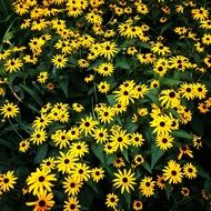 sea of yellow garden flowers