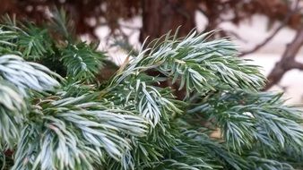 evergreen tree in spring