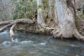 tree root in river