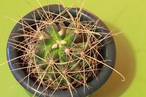 cactus in a pot close-up