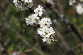 unusually beautiful spring flower