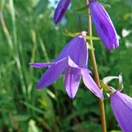 purple bell flowers, macro