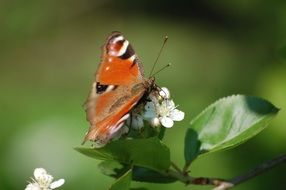 butterfly on flowering garden plants