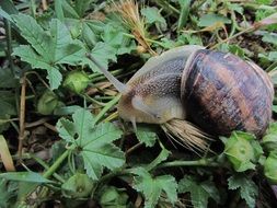 macro snail grass