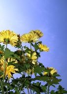yellow flowers lower angle