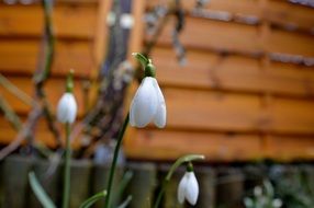 snowdrop in the garden macro