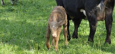 young calf near a cow in the pasture