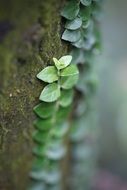 greens on a tree trunk