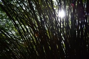 Sunlight through the bamboo trees