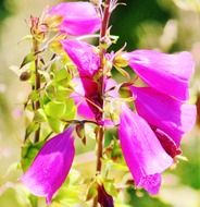 pink flowers on the stem, chile