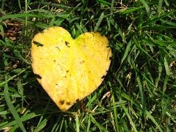 Yellow heart in a grass