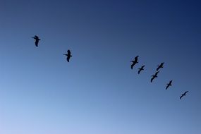 pelicans in a flight