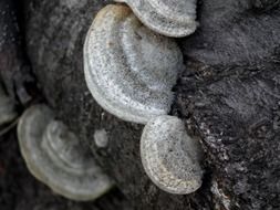 mushrooms on the tree trunk