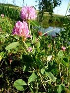 clover with light pink flowers
