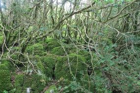landscape of the deep forest