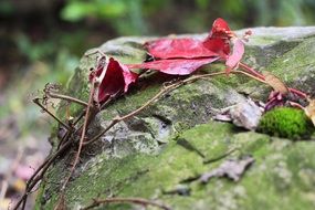 dry red leaves on a stone