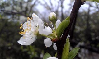 peach blossom on the bare branch