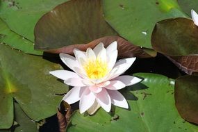 tender lilies in pond closeup