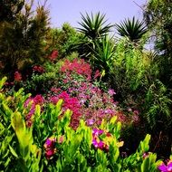 Palm trees and flowers in the garden