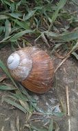 brown snail shell