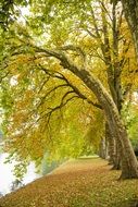 autumn trees at the lake