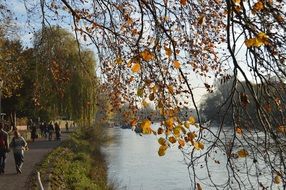 Bared tree river autumn nature landscape