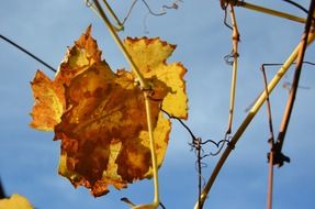 yellow leaves on a vine grape