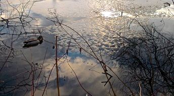 duck on frosted water, sweden, stockholm
