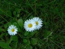 three white daisies in green grass