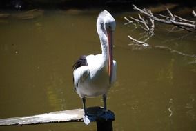 pelican on a lake in australia