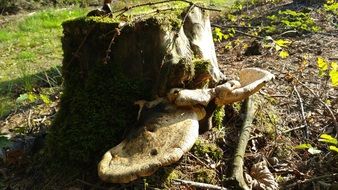 tree stump with mushroom in sunny forest