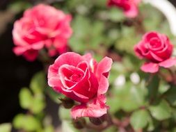 pink miniature roses closeup