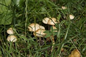 poisonous mushrooms hidden in the grass