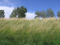 landscape of grass in a meadow in summer