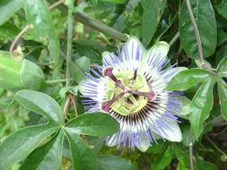 passionflower among green foliage close up