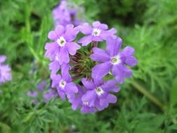 vervain, purple flower in the garden