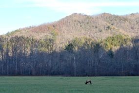 moose grazing on a green field