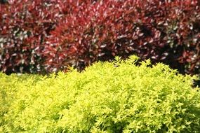 colorful garden bushes