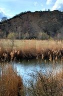 dry cane along the lake