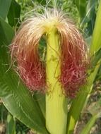 ear of corn on the field