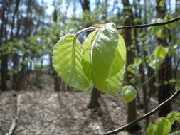 spring beech leaves under the sun